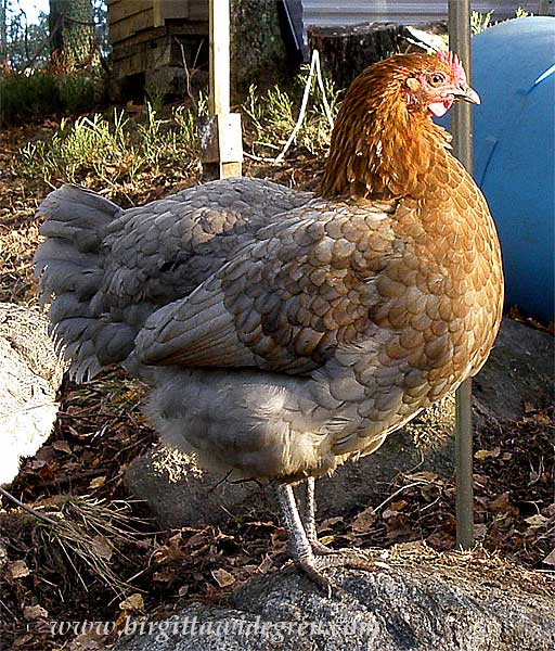 irre  värper vackra gröna ägg