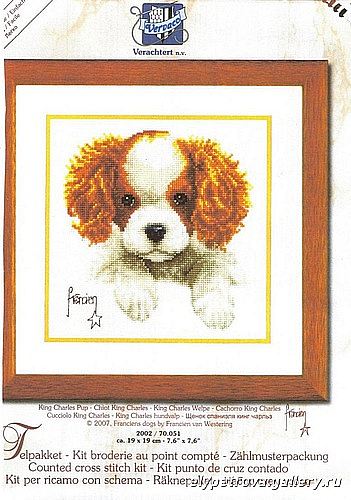 Cavalier King Charles Spaniel hvalp