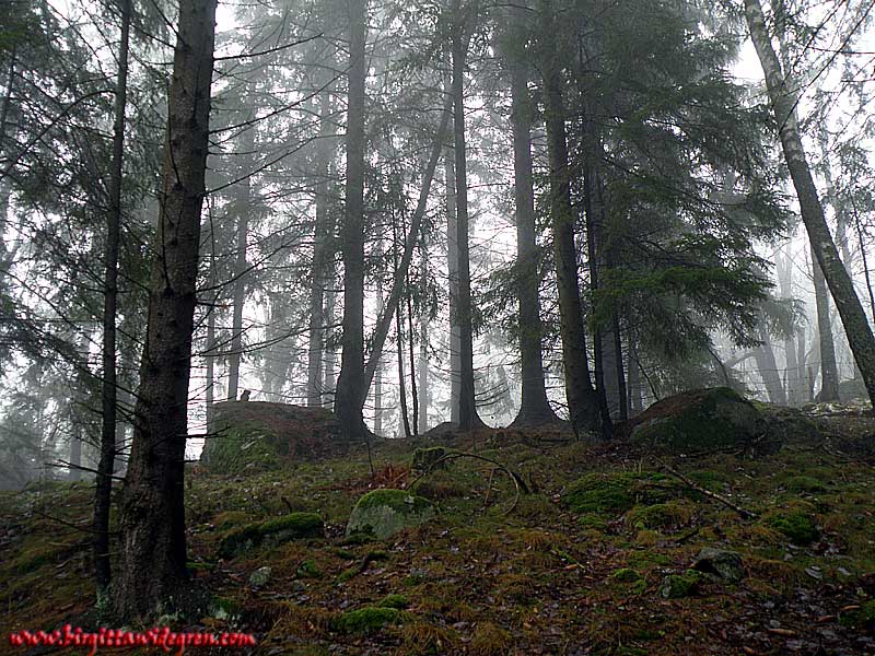 konturer i skog