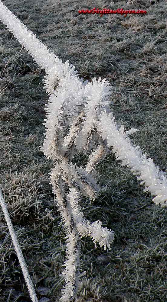 knut i frost