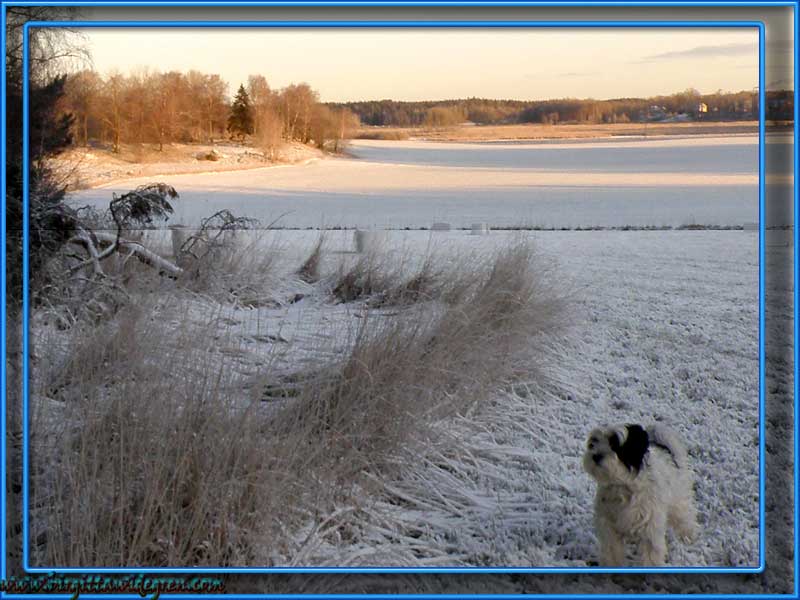 morgonsol i vinter landskap