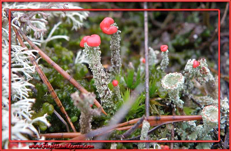 Cladonia bellidiflora